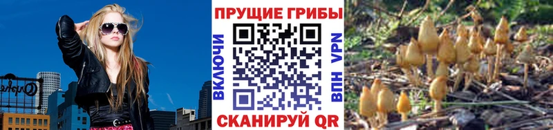 Галлюциногенные грибы Psilocybe  Касли 